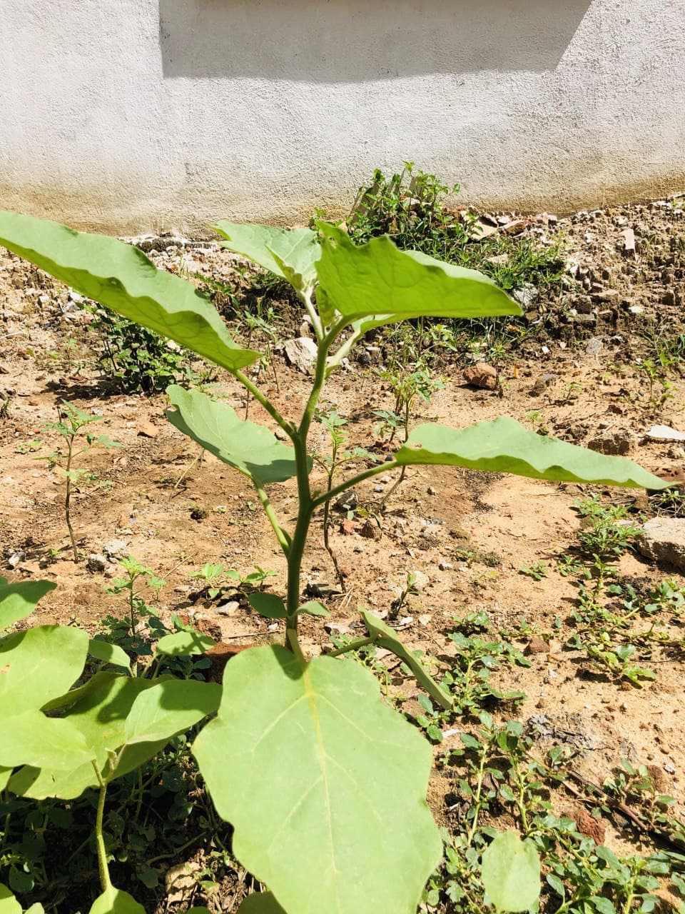 சுண்டைக்காய் செடி / Solanum torvum