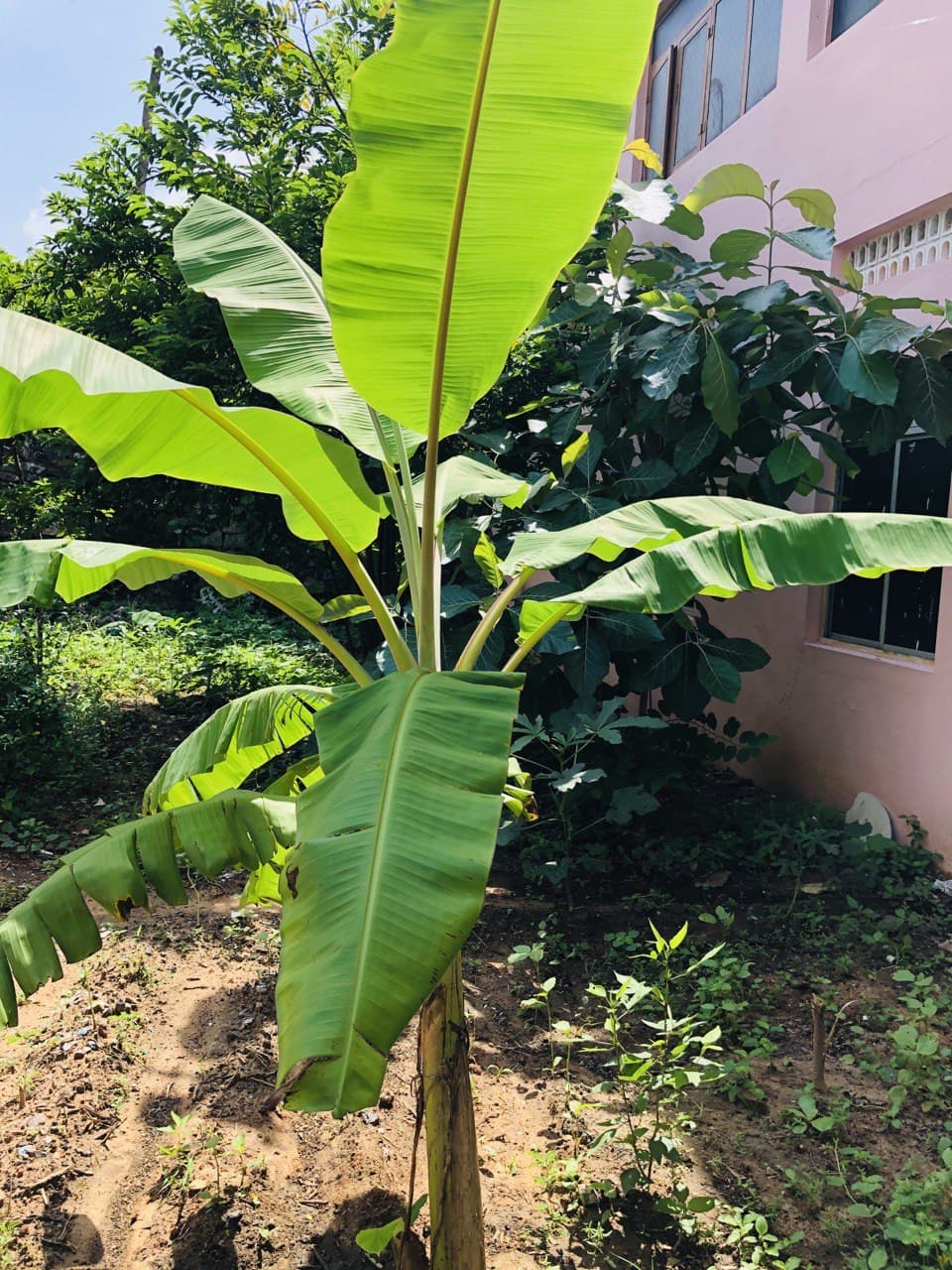 வாழை மரம் / Banana tree