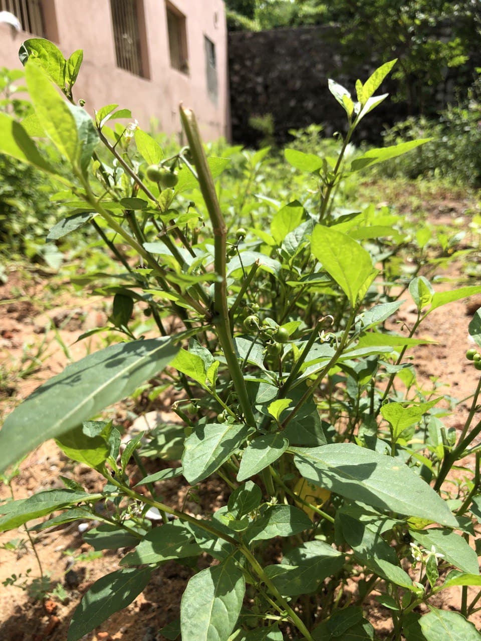 மனதக்காளி / Solanum nigrum